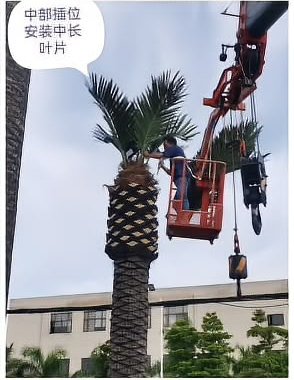 上中部：插入中长叶片