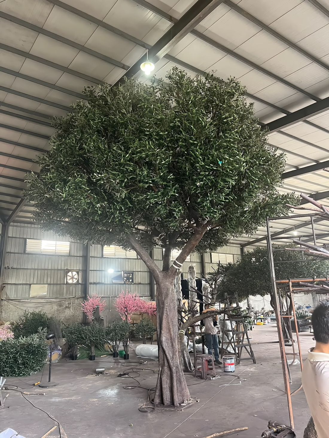 多干榕树，圆冠密实，按客户参考图制作